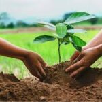 Tree Plantation: A Step Toward a Greener Future