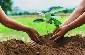 Tree Plantation: A Step Toward a Greener Future